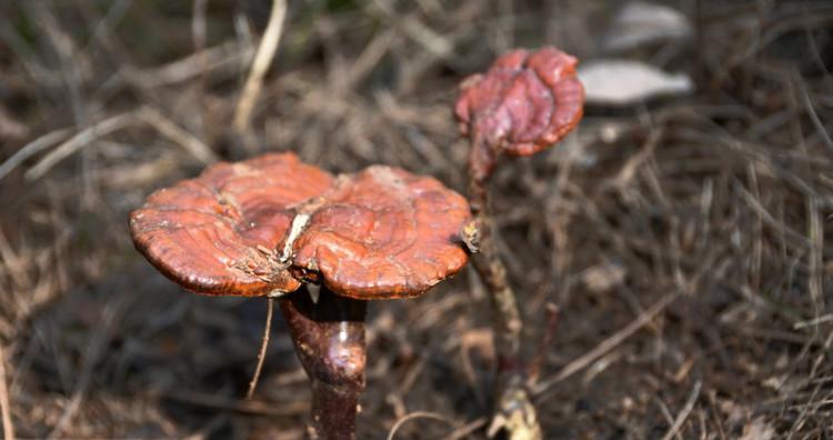 灵芝是什么（探秘灵芝的科学分类和生物特征）