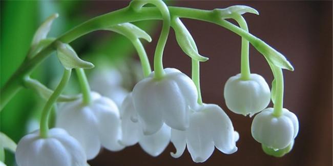 铃兰花的美丽与神秘（探秘铃兰花的样子和特点）