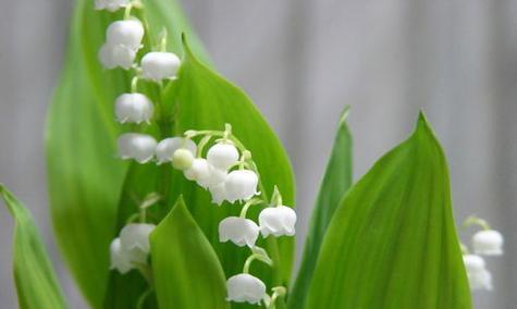 如何种植铃兰花（选择最佳月份和关键技巧）