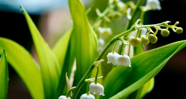 铃兰花，四季皆开的美丽花卉（铃兰花的花期和生长习性全面解析）