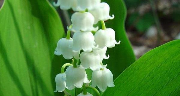 铃兰花的开花时间和颜色样子（探究铃兰花的生长规律和美丽魅力）