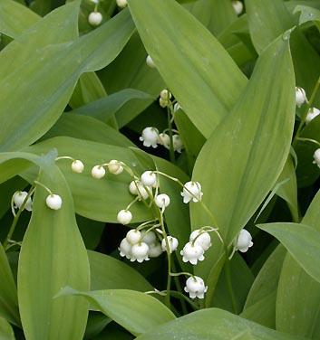 铃兰花的生长环境和特点（探究铃兰花的生态习性与园艺栽培技巧）