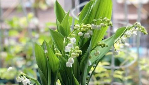 铃兰花的生长环境和特点（探究铃兰花的生态习性与园艺栽培技巧）