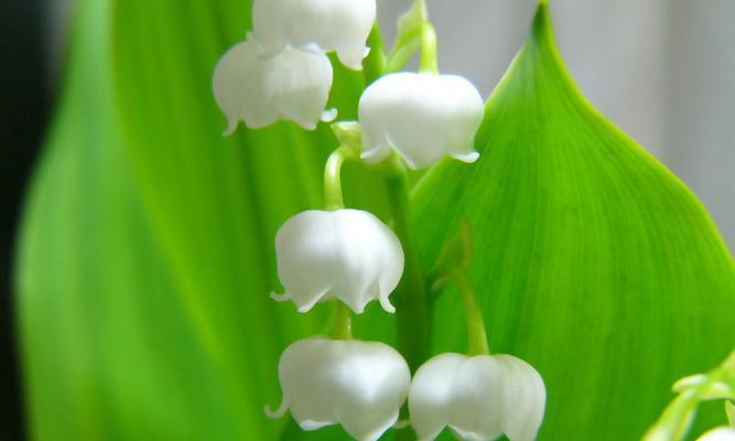 铃兰花语和寓意——花开花落，情感永恒（铃兰花语的由来与象征）