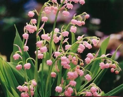 铃兰花语和寓意——花开花落，情感永恒（铃兰花语的由来与象征）