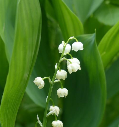 铃兰开花时间解析（揭秘铃兰花语）