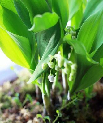 铃兰醒花技巧大全（切花铃兰的醒花方法详解）