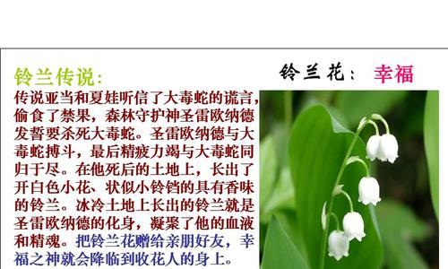 铃兰醒花技巧大全（切花铃兰的醒花方法详解）