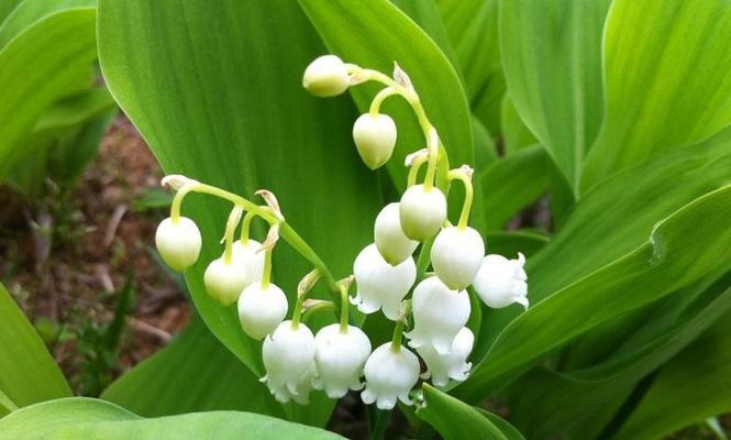 铃兰怎么养才开花（打造芳香花园）