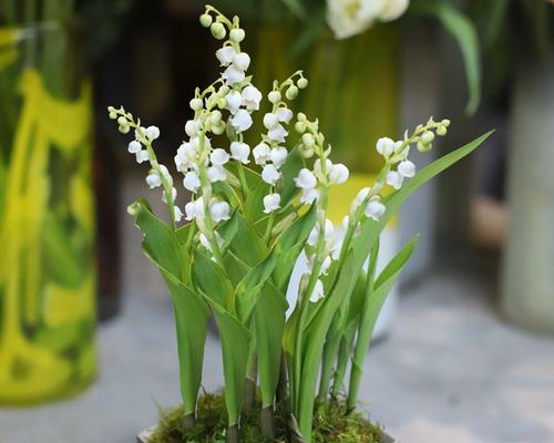 铃兰怎么养才开花（打造芳香花园）