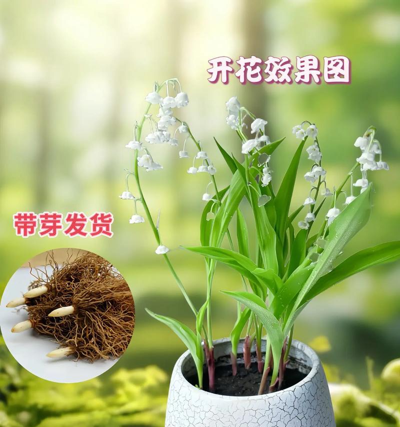 铃兰的种植与养护方法（打造美丽花海的关键技巧）