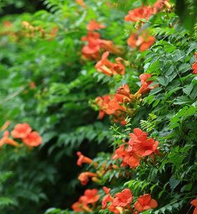 冬天会开花的花（凌霄花开花时间）