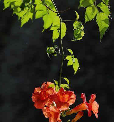 冬天会开花的花（凌霄花开花时间）