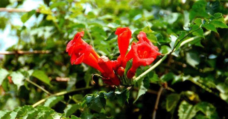 探秘凌霄花开花之谜（从生长环境到花期）