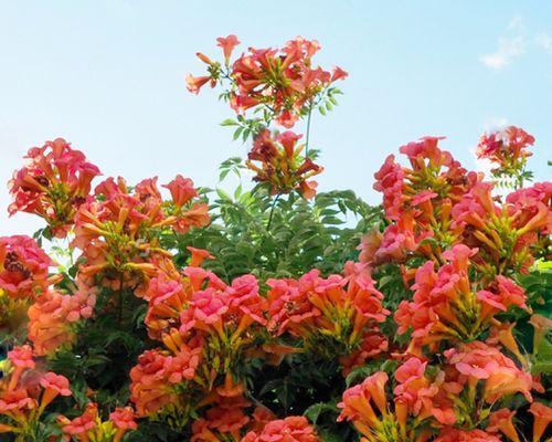 探秘凌霄花开花之谜（从生长环境到花期）