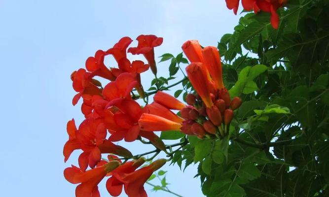 探秘凌霄花开花之谜（从生长环境到花期）