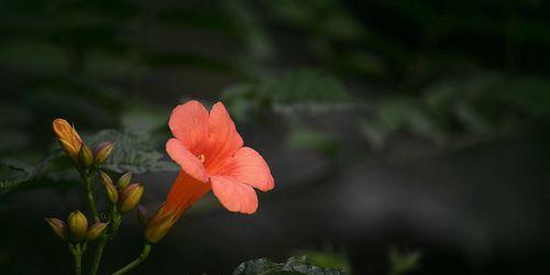 探秘凌霄花果实——美味与营养并存的自然宝藏（药食两用的凌霄花果实）