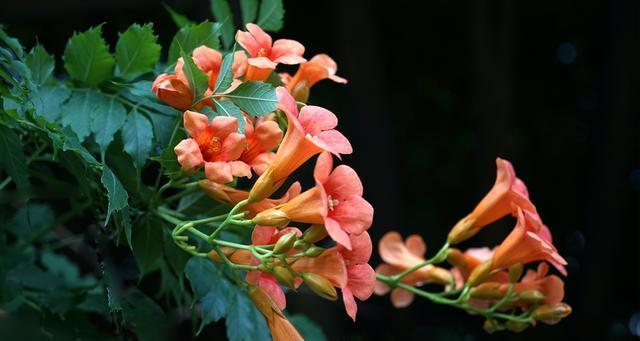 探秘凌霄花果实——美味与营养并存的自然宝藏（药食两用的凌霄花果实）