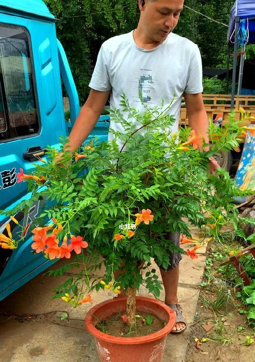 盆栽凌霄花（如何选择适合凌霄花生长的盆）