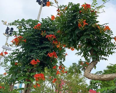 探秘凌霄花的花期（凌霄花开放时间）