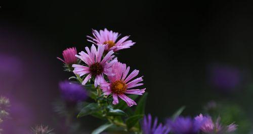 紫菀花语的深意（解读紫菀花的花语）