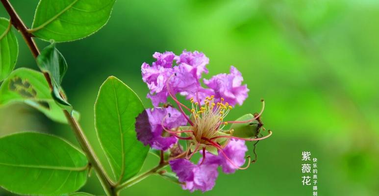 紫薇花的花语及其深刻寓意（探索紫薇花花语的神秘世界）