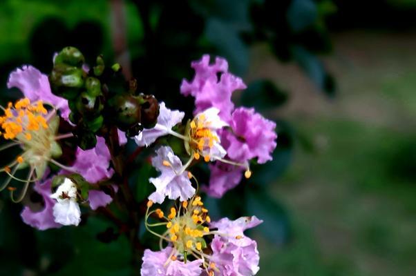 紫薇花的花语及其深刻寓意（探索紫薇花花语的神秘世界）