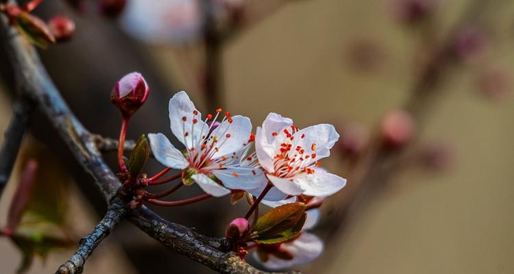 紫叶李（探秘紫叶李的神奇意义与美丽象征）