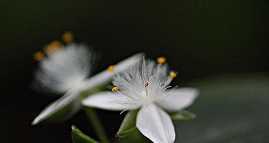 白花紫露草花语之美（倾诉浪漫）