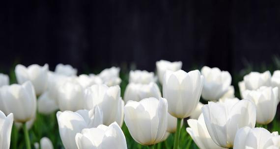 白色郁金香的花语（传递纯洁与希望的白色郁金香花语）