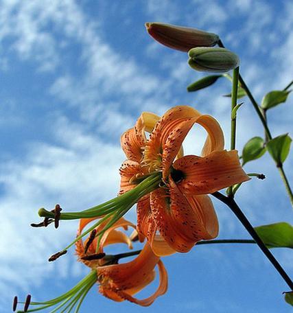 百合花的花语——纯洁与祝福（解读百合花的花语）