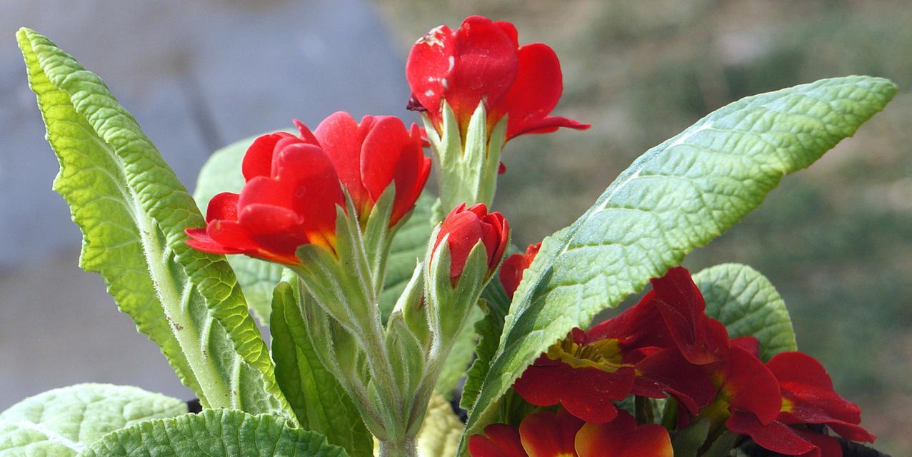 报春花（探寻报春花的花语与传说传承春天的美好）