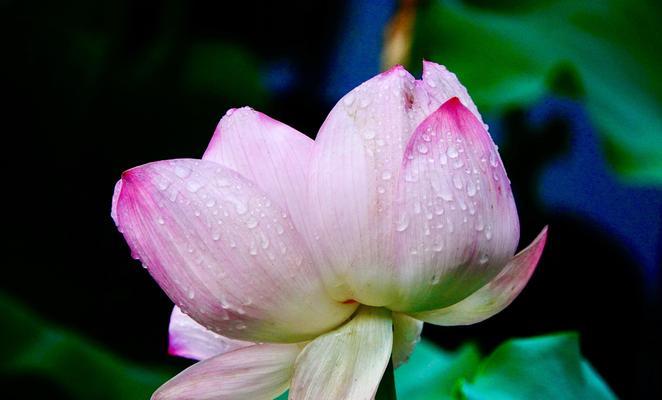 并蒂莲的花语与寓意（探究并蒂莲的美丽与象征之道）