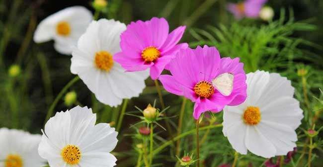 以波斯菊的花语是什么（探寻波斯菊花语的美丽意涵）