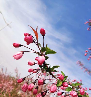 垂丝海棠花语——爱与希望的象征（探寻垂丝海棠花的文化内涵与美丽之处）