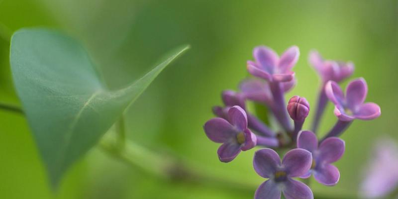 丁香花语（传达深情的芳香）