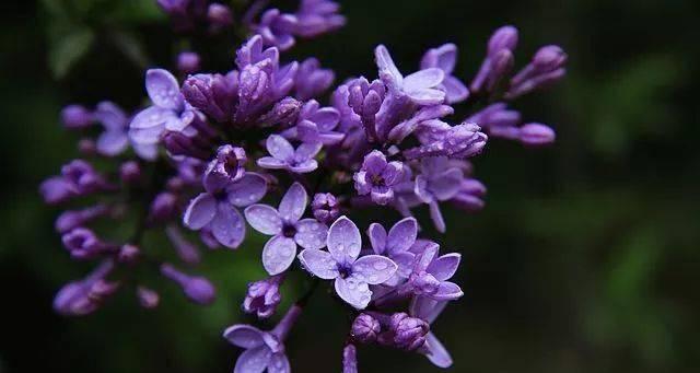 丁香花语的神秘魅力（揭开丁香花背后的花语之谜）