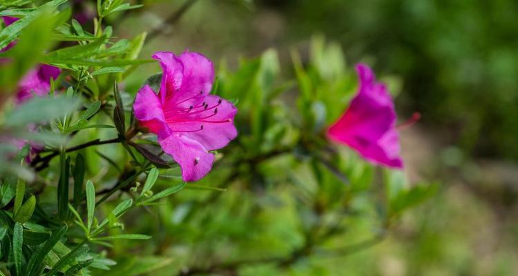 杜鹃花的花语和寓意（解读杜鹃花的花语和传达的情感）