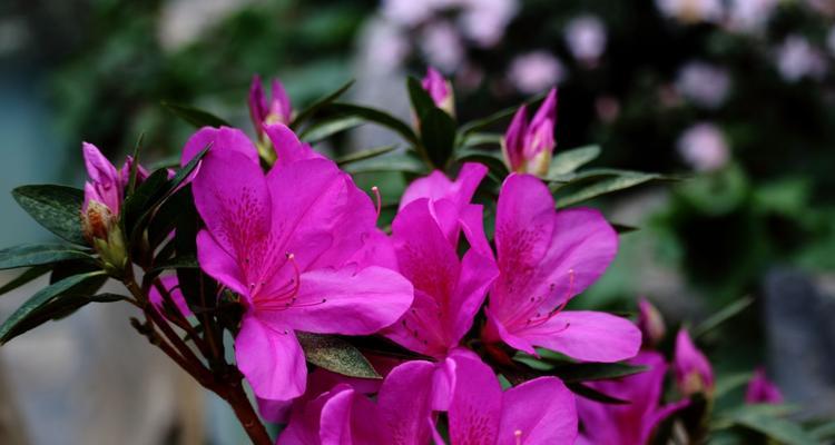 杜鹃花的花语和寓意（解读杜鹃花的花语和传达的情感）