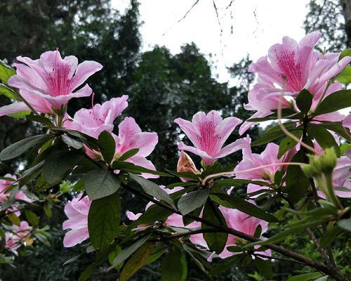 杜鹃花的花语和寓意（解读杜鹃花的花语和传达的情感）