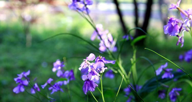 二月兰的花语与意义（探寻二月兰的美丽与神秘）