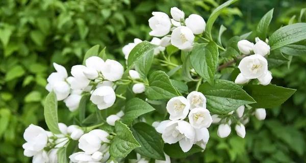 非洲茉莉的花语和寓意（探索非洲茉莉的神秘花语）