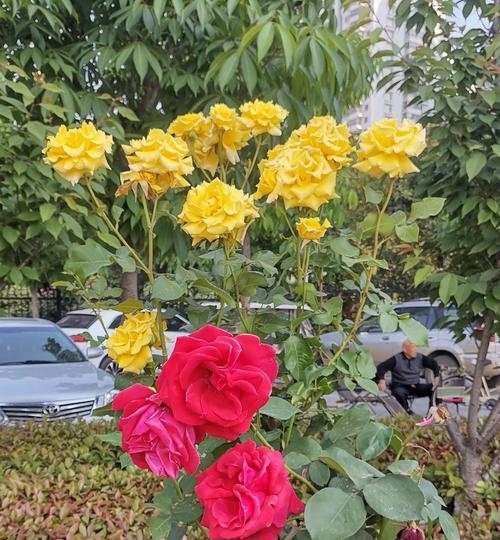 以丰花月季（品味花海中的无限魅力）