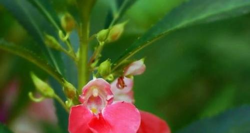 凤仙花（凤仙花的花语及象征意义）