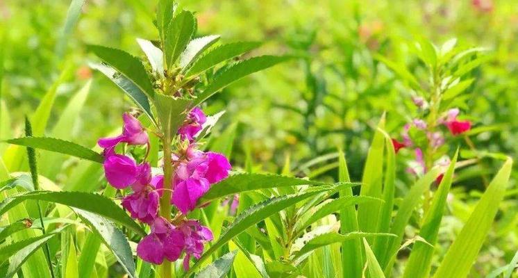 凤仙花（凤仙花的花语及象征意义）