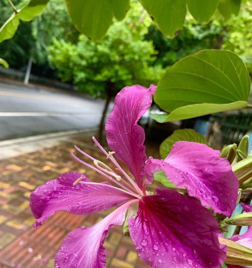 宫粉紫荆花的花语与寓意（一朵凌霄花）