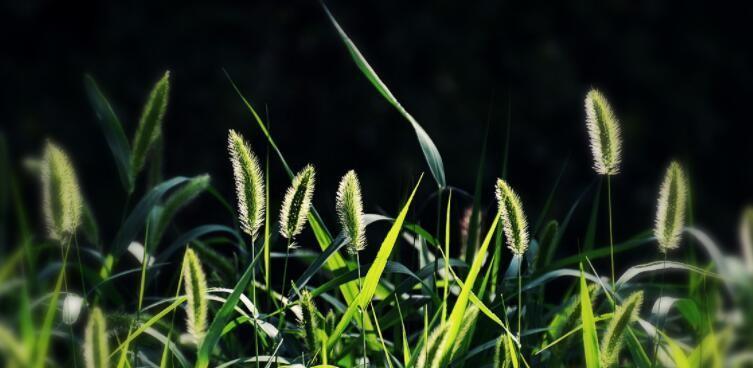 狗尾草的花语及其深刻寓意（透过狗尾草）