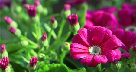 瓜叶菊花语及其象征意义（探寻瓜叶菊的深层内涵）