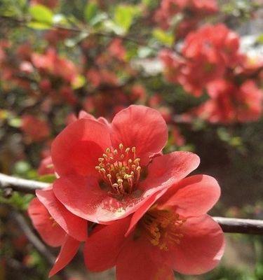 海棠花（花开花落）