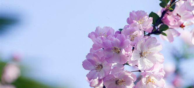 海棠花（花开花落）